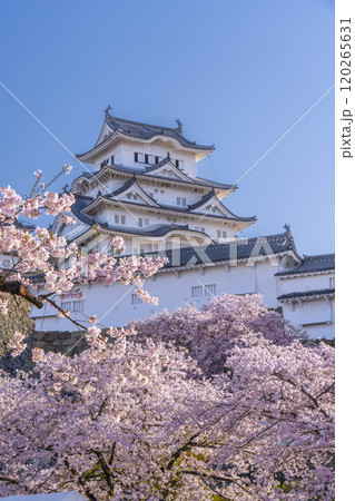 満開の桜と姫路城 120265631