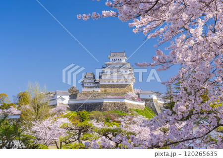 満開の桜と姫路城 満開の桜と姫路城 120265635