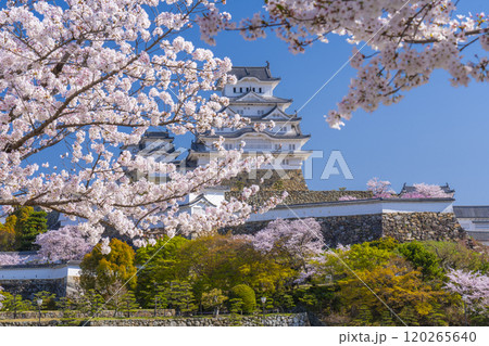 満開の桜と姫路城 120265640