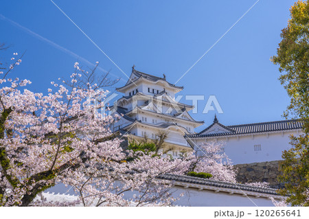 満開の桜と姫路城 満開の桜と姫路城 120265641