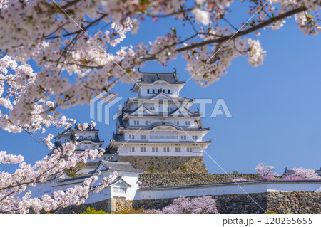 満開の桜と姫路城 満開の桜と姫路城 120265655