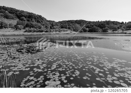 大きな池に浮かぶ多くの葉（モノクロ） 120265705