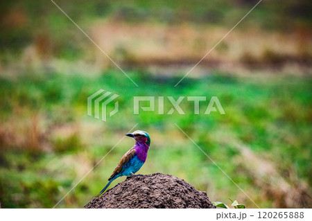 Maasai Mara National Game Reserve Park Narok County Kenya East Africa Wild Wildlife Animals Birds Nature Fauna Great Rift Valley Savanna Grasslands Wilderness Maasai Mara National Game Reserve Park Narok County Kenya East Africa Wild Wildlife Animals Birds Nature Fauna Great Rift Valley Savanna Grasslands Wilderness 120265888