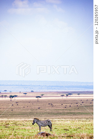 Maasai Mara National Game Reserve Park Narok County Kenya East Africa Wild Wildlife Animals Birds Nature Fauna Great Rift Valley Savanna Grasslands Wilderness 120265957