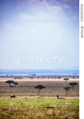 Maasai Mara National Game Reserve Park Narok County Kenya East Africa Wild Wildlife Animals Birds Nature Fauna Great Rift Valley Savanna Grasslands Wilderness 120265958