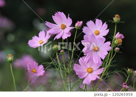 秋の野に咲くピンクのコスモスの花 120265959