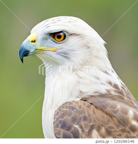 白い鷹 120266146