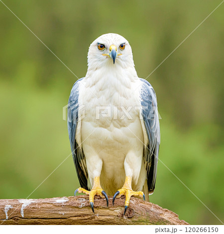白い鷹 120266150