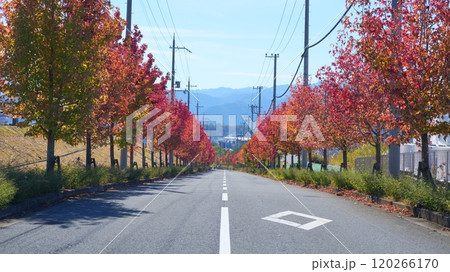 楓の赤い並木道　2024年　11月 120266170