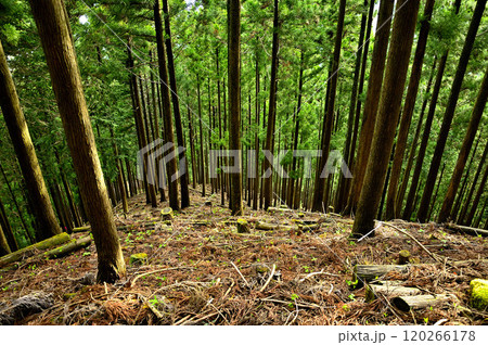 丹沢の袖平山 袖平山北尾根の杉林 丹沢の袖平山 袖平山北尾根の杉林 120266178