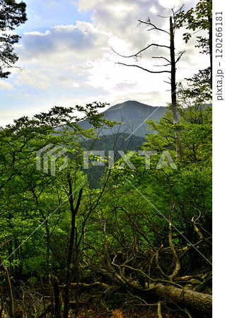 丹沢の袖平山 袖平山北尾根より黍殻山を望む 丹沢の袖平山 袖平山北尾根より黍殻山を望む 120266181