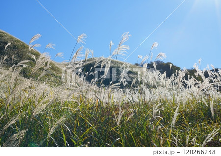 曽爾高原とすすきと青空【11月】 120266238