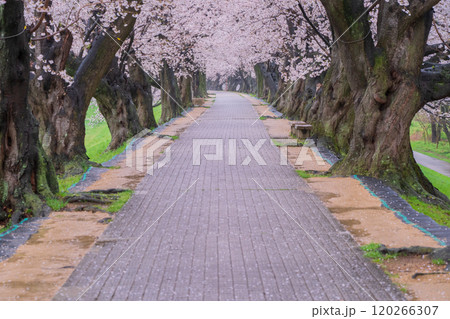 京都府八幡市の背割り堤の桜を撮影 120266307