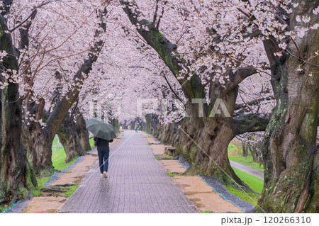 京都府八幡市の背割り堤の桜を撮影 京都府八幡市の背割り堤の桜を撮影 120266310