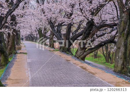 京都府八幡市の背割り堤の桜を撮影 120266313