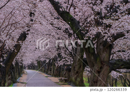 京都府八幡市の背割り堤の桜を撮影 120266339