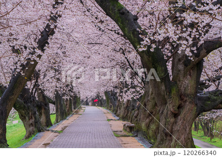 京都府八幡市の背割り堤の桜を撮影 120266340