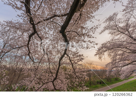 京都府八幡市の背割り堤の桜を撮影 京都府八幡市の背割り堤の桜を撮影 120266362