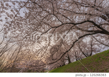 京都府八幡市の背割り堤の桜を撮影 京都府八幡市の背割り堤の桜を撮影 120266363