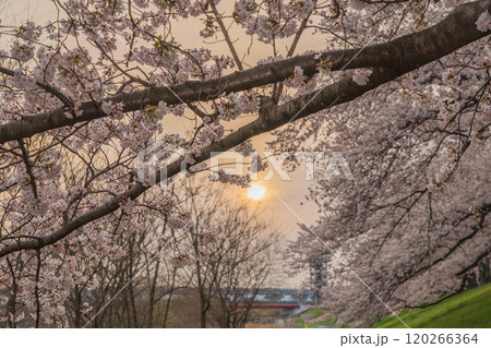 京都府八幡市の背割り堤の桜を撮影 120266364