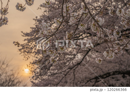 京都府八幡市の背割り堤の桜を撮影 120266366