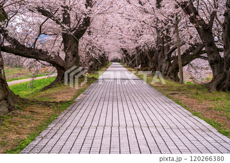 京都府八幡市の背割り堤の桜を撮影 120266380