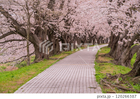 京都府八幡市の背割り堤の桜を撮影 120266387