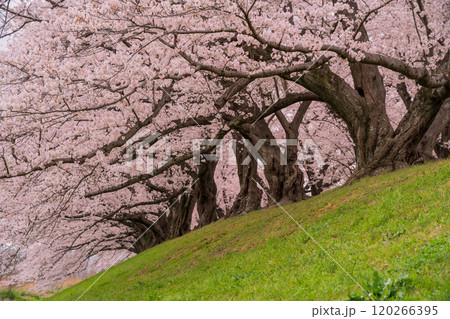 京都府八幡市の背割り堤の桜を撮影 120266395