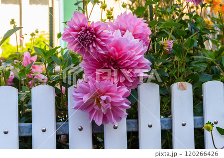 Pink dahlia by the white wooden fence 120266426