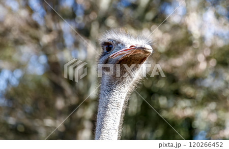 世界最大の鳥で凛としたダチョウの顔つきが勇ましい 120266452