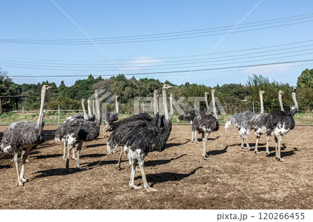 世界最大の鳥で凛としたダチョウの整列 120266455