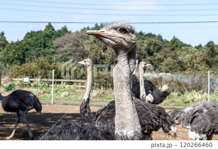 世界最大の鳥で凛としたダチョウの顔つきが勇ましい 世界最大の鳥で凛としたダチョウの顔つきが勇ましい 120266460