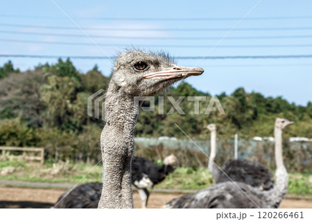 世界最大の鳥で凛としたダチョウの顔つきが勇ましい 世界最大の鳥で凛としたダチョウの顔つきが勇ましい 120266461