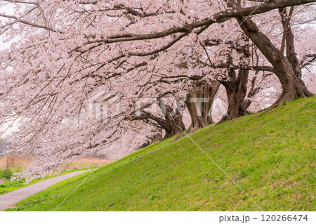 京都府八幡市の背割り堤の桜を撮影 京都府八幡市の背割り堤の桜を撮影 120266474