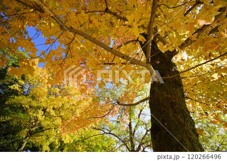 公園のタイワンフウ・紅葉の大木を見上げる3 120266496