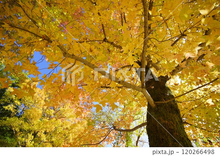 公園のタイワンフウ・紅葉の大木を見上げる5 公園のタイワンフウ・紅葉の大木を見上げる5 120266498