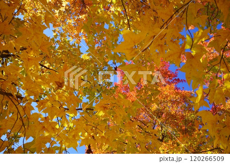 錦秋・タイワンフウの大木を見上げる11 120266509