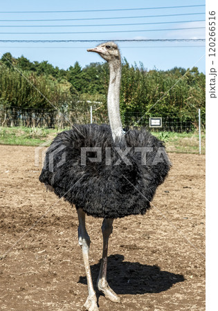 世界最大の鳥で凛としたダチョウの顔つきが勇ましい 120266516