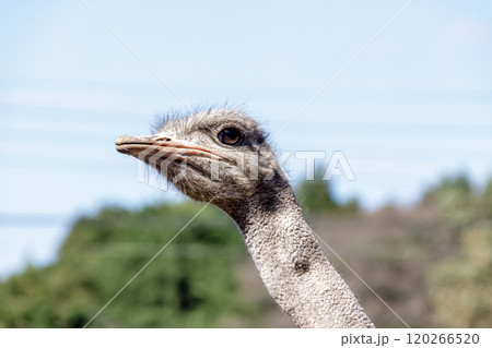 世界最大の鳥で凛としたダチョウの顔つきが勇ましい 120266520