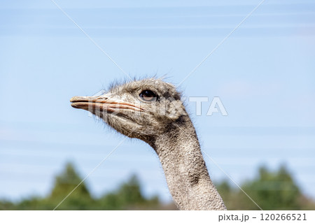 世界最大の鳥で凛としたダチョウの顔つきが勇ましい 世界最大の鳥で凛としたダチョウの顔つきが勇ましい 120266521
