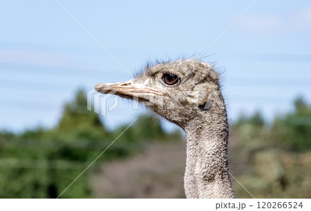 世界最大の鳥で凛としたダチョウの顔つきが勇ましい 世界最大の鳥で凛としたダチョウの顔つきが勇ましい 120266524