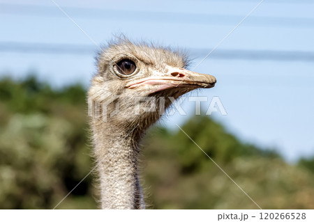 世界最大の鳥で凛としたダチョウの顔つきが勇ましい 120266528