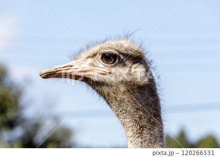 世界最大の鳥で凛としたダチョウの顔つきが勇ましい 120266531