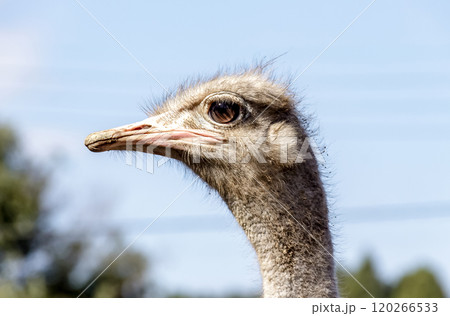 世界最大の鳥で凛としたダチョウの顔つきが勇ましい 120266533