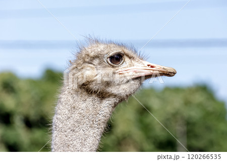 世界最大の鳥で凛としたダチョウの顔つきが勇ましい 120266535