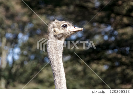 世界最大の鳥で凛としたダチョウの顔つきが勇ましい 120266538