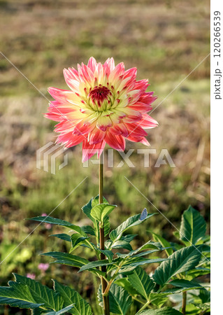 朝の陽光を浴びて元気に咲いている秋の妖精ダリア 朝の陽光を浴びて元気に咲いている秋の妖精ダリア 120266539