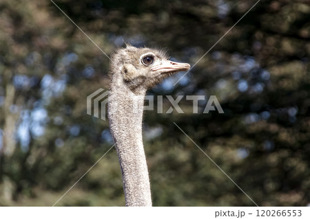 世界最大の鳥で凛としたダチョウの顔つきが勇ましい 120266553