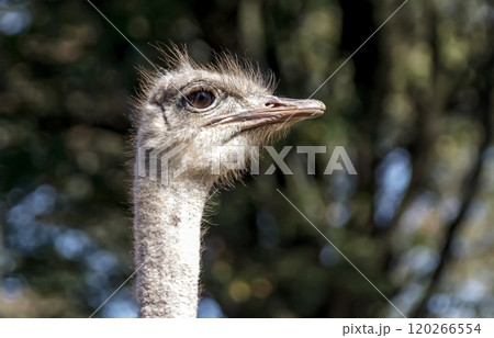 世界最大の鳥で凛としたダチョウの顔つきが勇ましい 世界最大の鳥で凛としたダチョウの顔つきが勇ましい 120266554