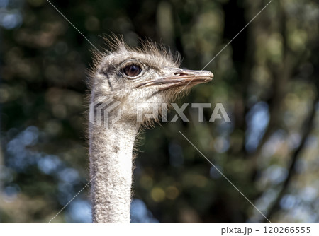 世界最大の鳥で凛としたダチョウの顔つきが勇ましい 世界最大の鳥で凛としたダチョウの顔つきが勇ましい 120266555
